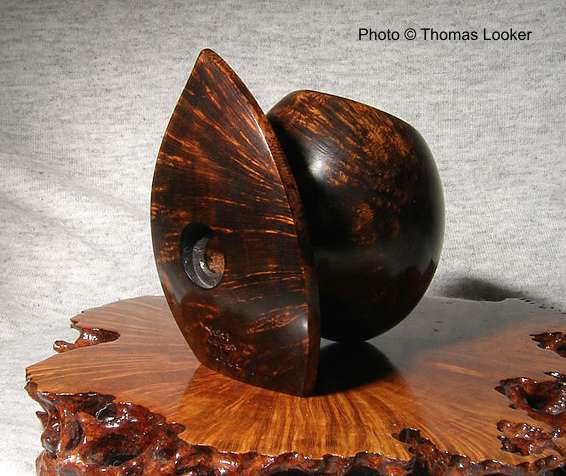 Yuki, Acorn with shield (2006). From Per Billhll